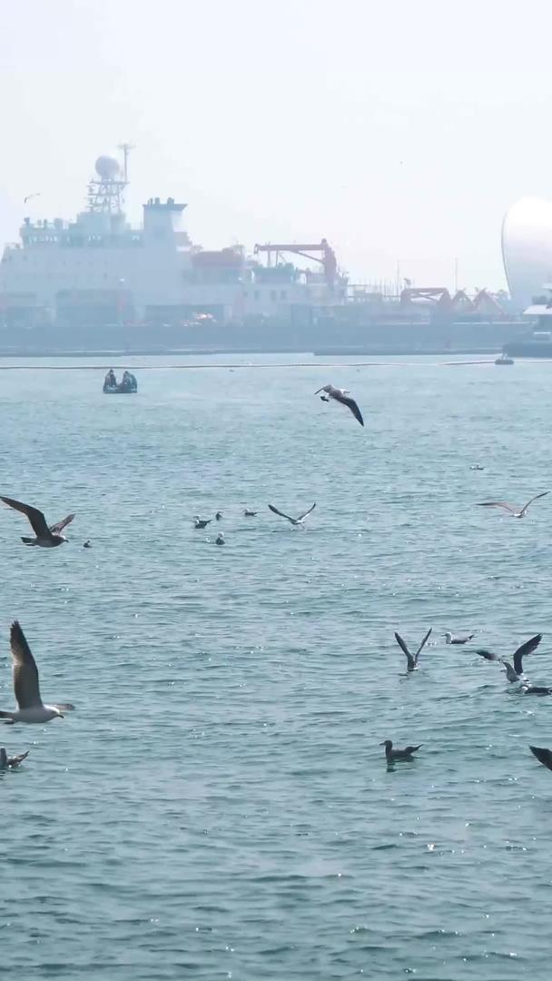 实拍青岛奥帆基地的海鸥升格镜头视频的预览图
