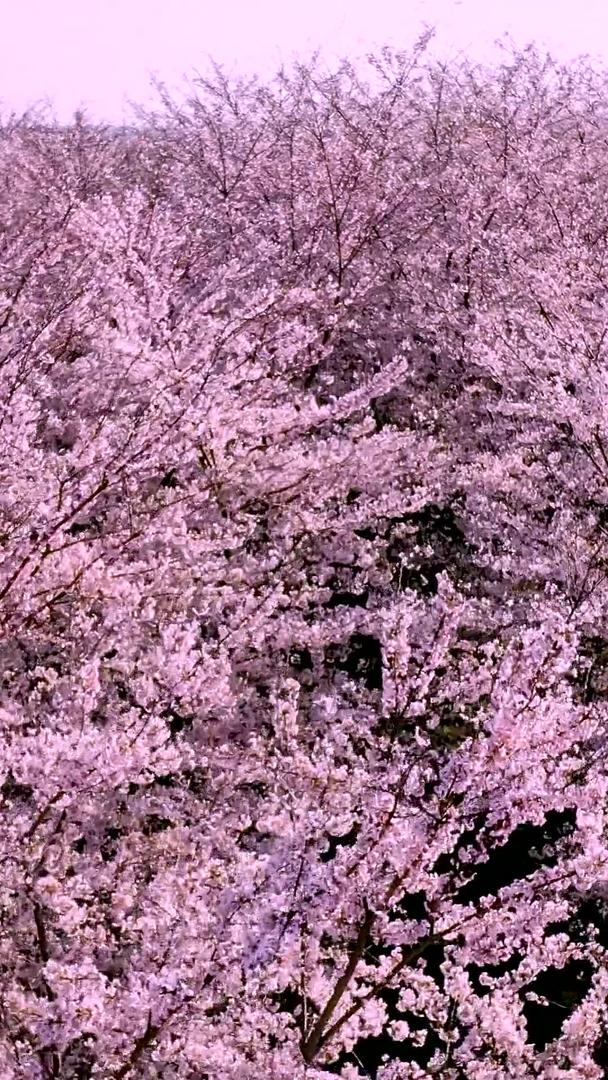 春天粉色万亩樱花海航拍视频的预览图