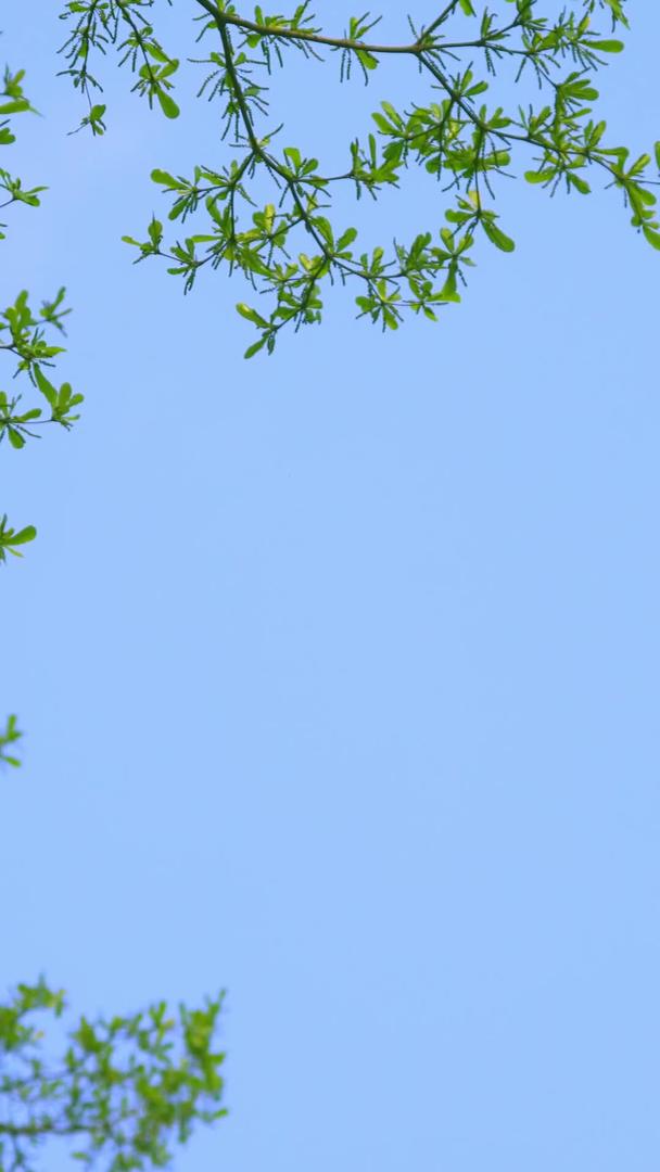 绿色树叶背景植物清新环境视频的预览图