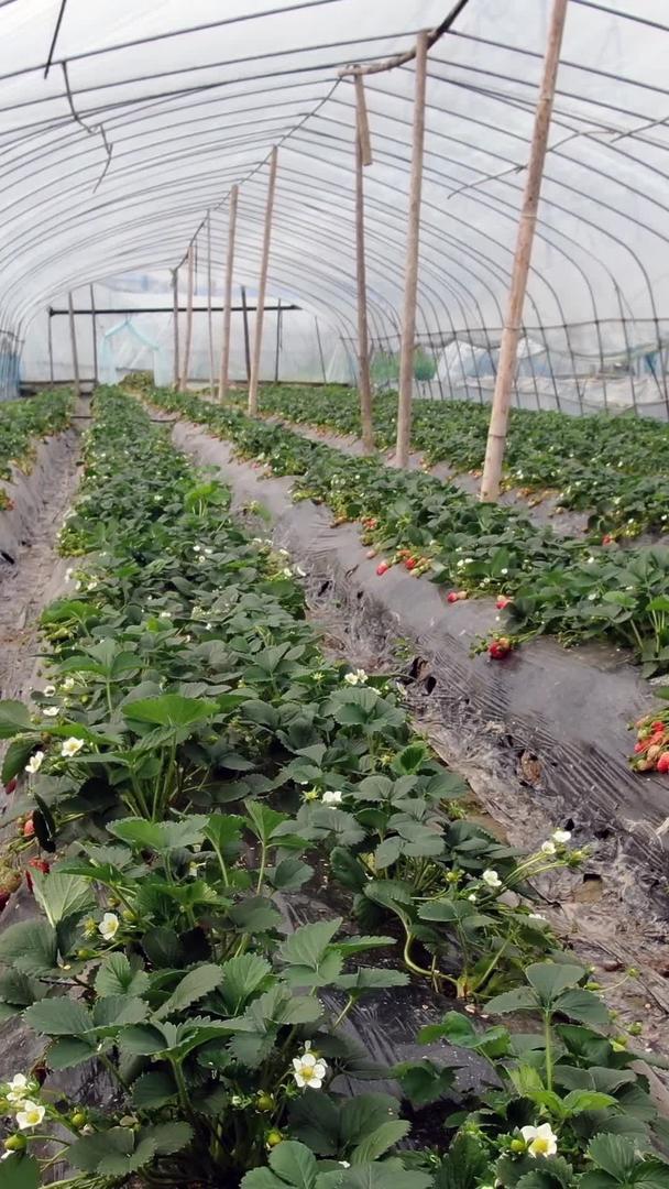 草莓种植基地视频的预览图