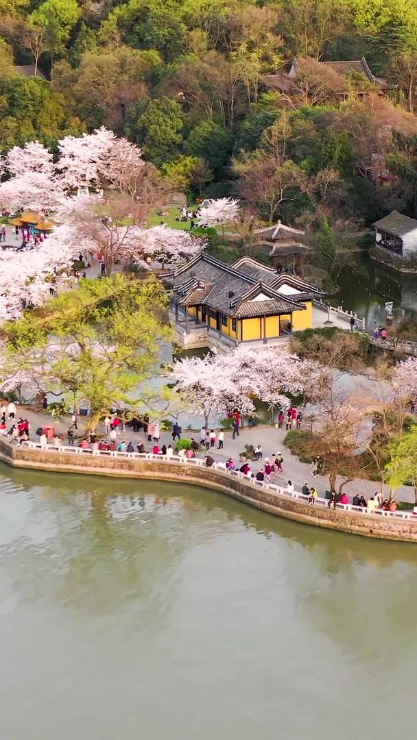 航拍太湖鼋头渚樱花视频的预览图