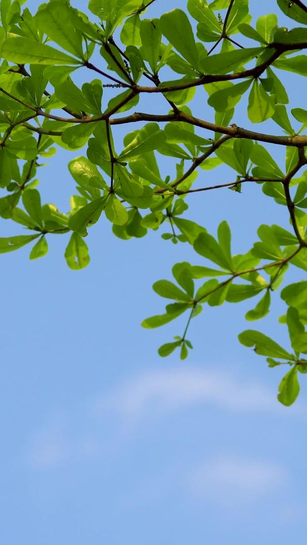自然绿色树叶素材视频的预览图