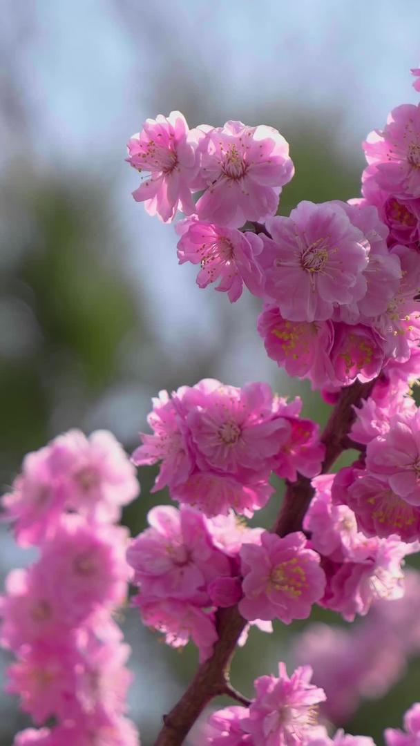 春天的樱花视频的预览图