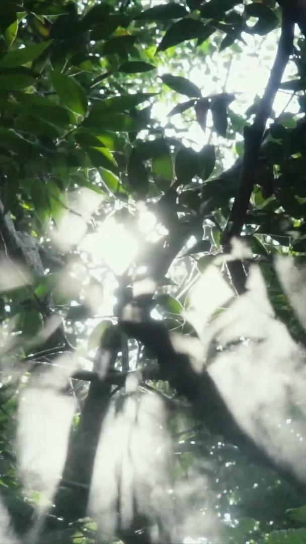 阳光下的树林视频的预览图
