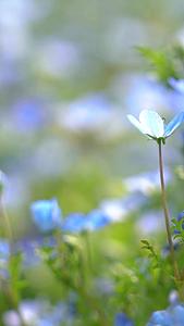春天蓝色小野花喜林草视频的预览图