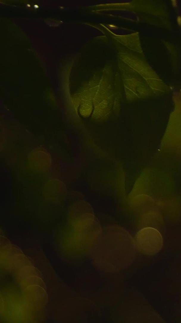 雨天升格夜晚路灯花朵植物情绪镜头视频的预览图
