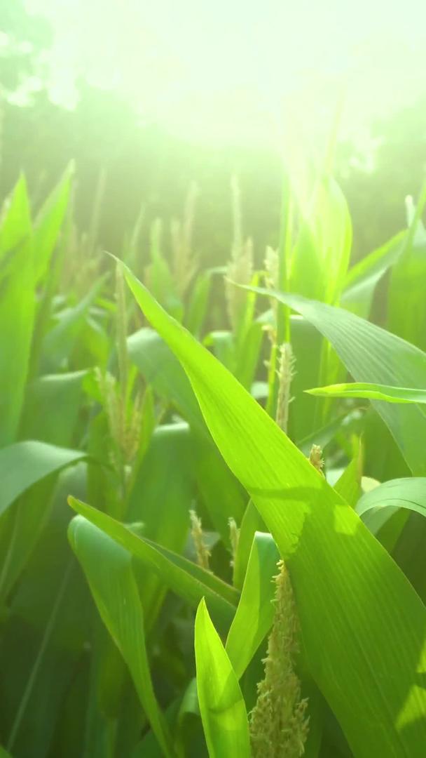 夏日玉米植物逆光摄影视频的预览图