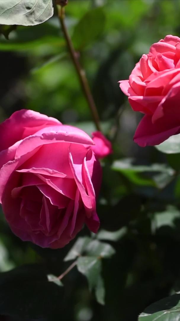 粉色玫瑰花视频的预览图