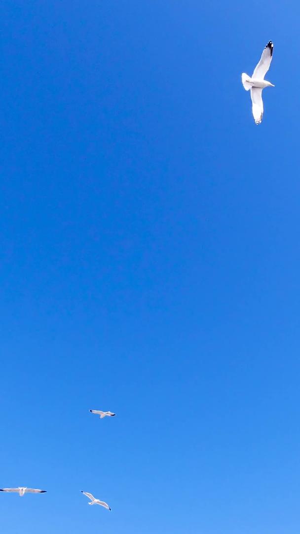 天空自由翱翔的海鸥素材视频的预览图