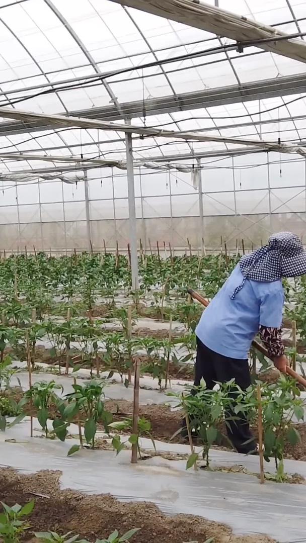 农民在蔬菜大棚耕种视频的预览图
