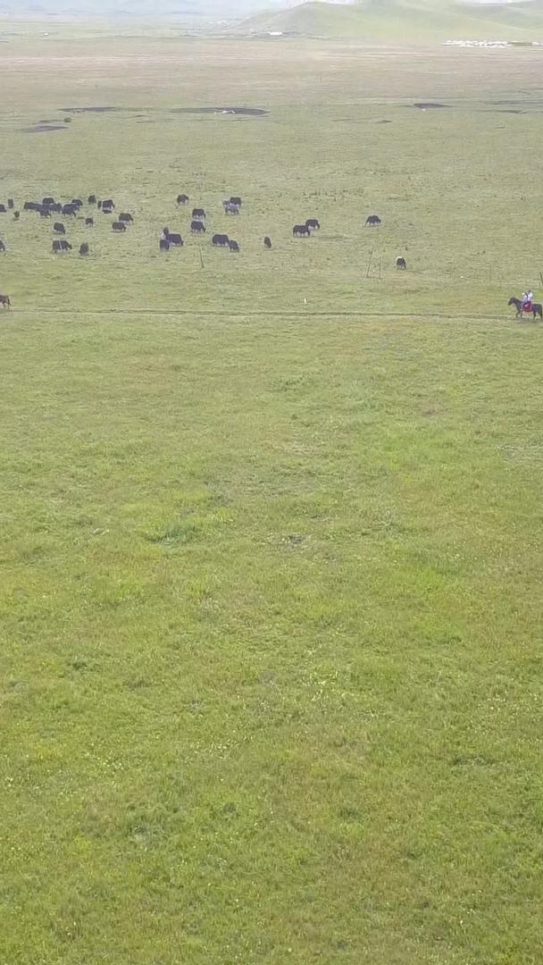 青海草原骑马牦牛视频的预览图