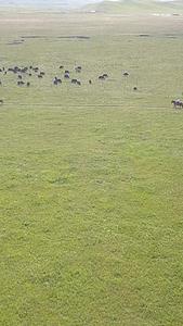 青海草原骑马牦牛视频的预览图