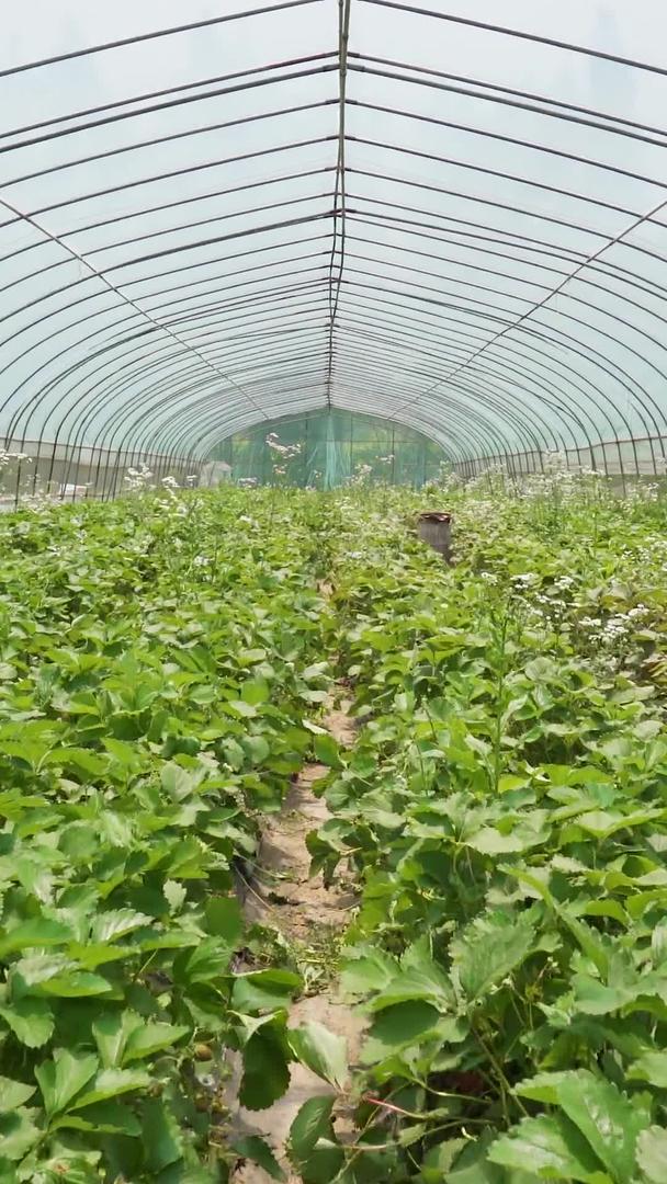 农业草莓种植大棚视频的预览图