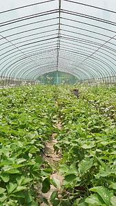 农业草莓种植大棚视频的预览图