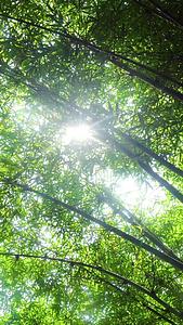透过竹林的阳光视频的预览图