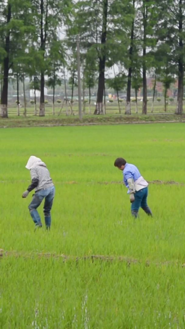 农民们在水稻田插秧视频的预览图