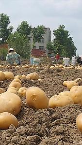 云南土豆收获视频的预览图