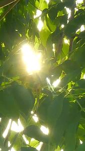 阳光从树叶中穿过视频的预览图