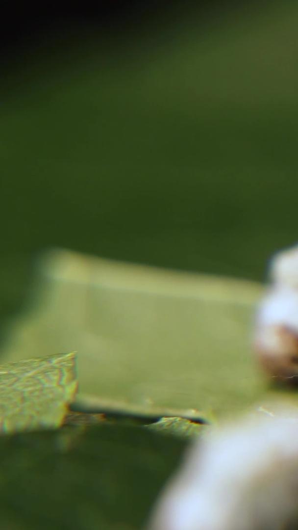 小距离摄影蚕宝宝吃桑叶等生活习性集合视频的预览图