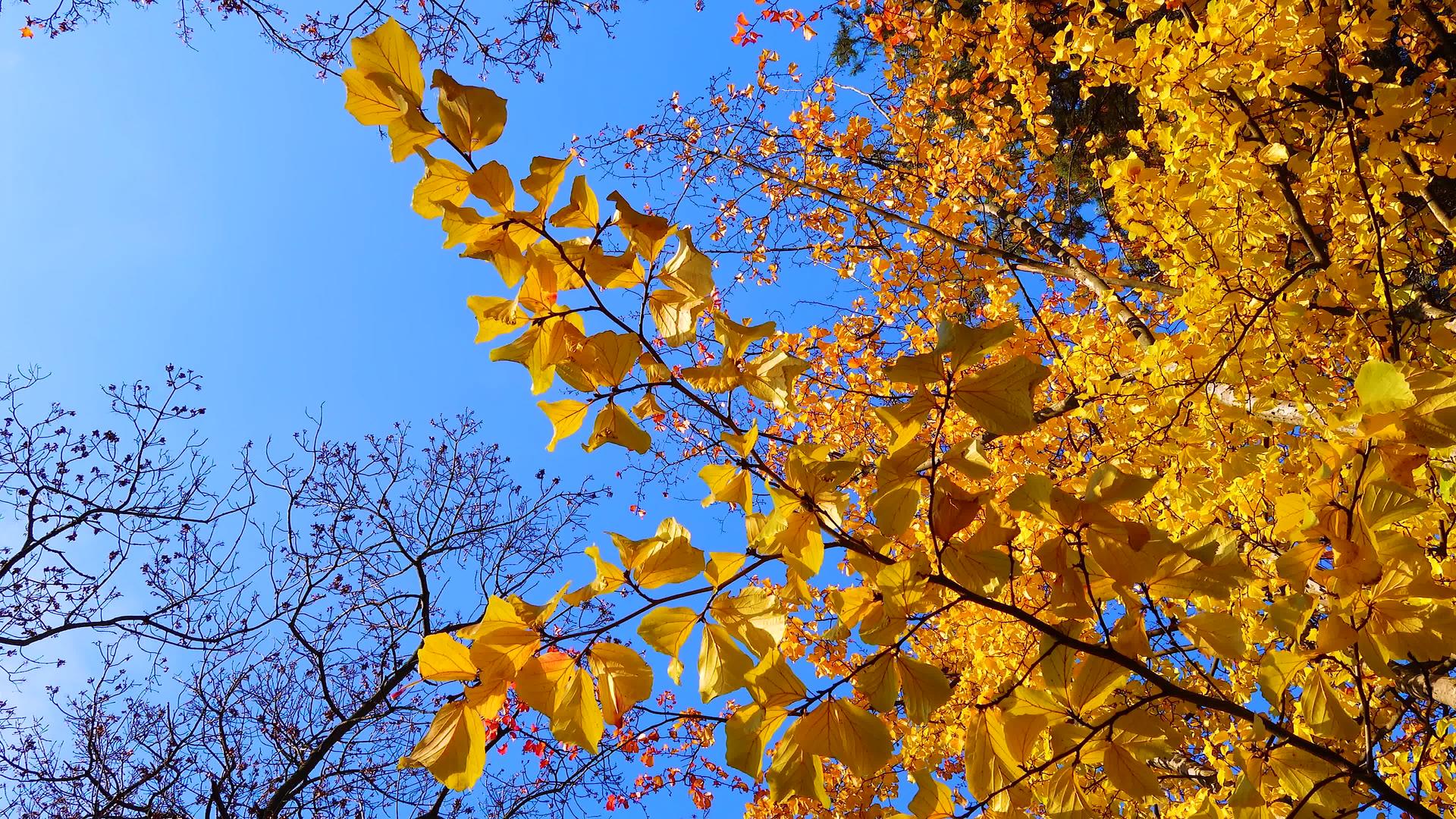 秋天树上的黄叶与蓝天相对视频的预览图