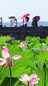 杭州西湖荷花视频的预览图