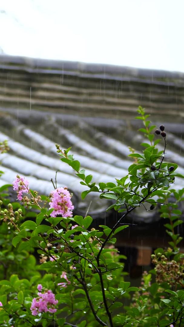 雨天景观视频的预览图