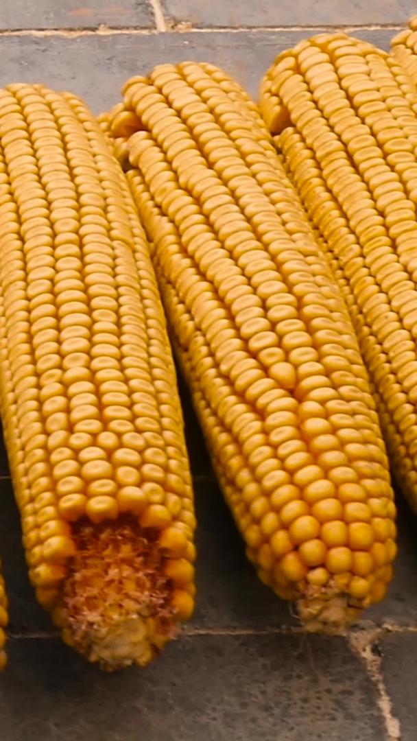 玉米丰收视频的预览图