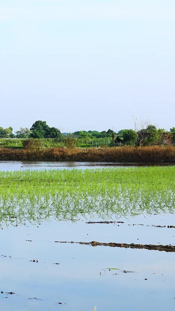 农民插秧水稻种植延时视频的预览图