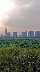 武汉沙湖日落风光高清延时视频视频的预览图