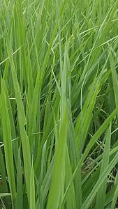 绿色稻田视频的预览图