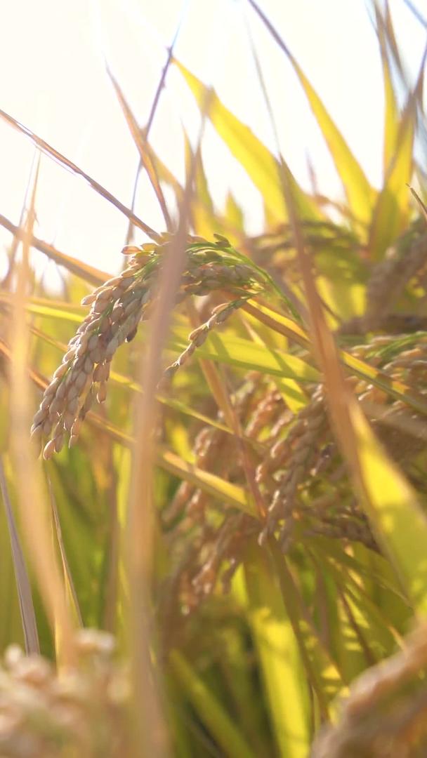 阳光下的水稻田视频的预览图