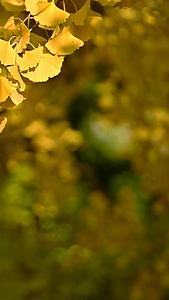 北京玉渊潭公园银杏叶之秋色视频的预览图