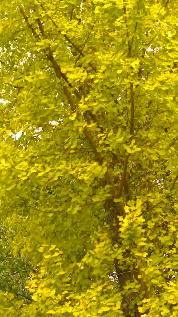 秋天的银杏树视频的预览图