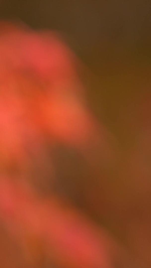 红色的枫叶视频的预览图