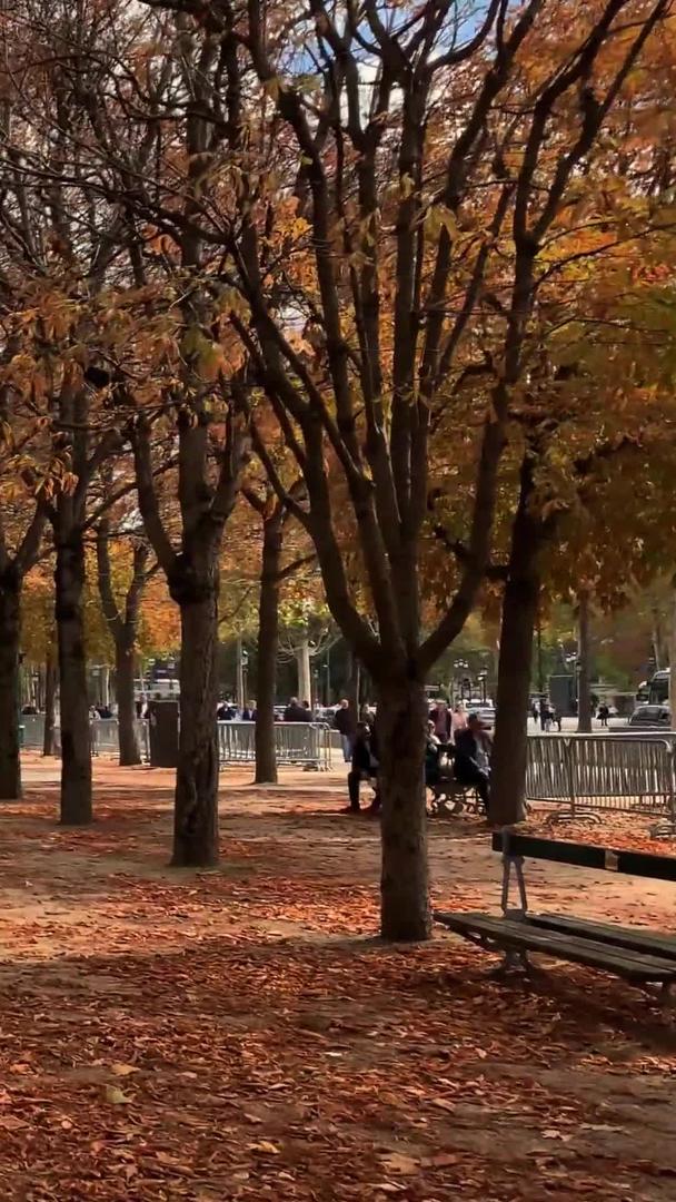 法国巴黎著名香榭丽舍大道美丽的梧桐树秋色视频的预览图