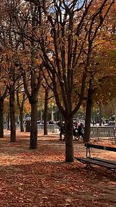 法国巴黎著名香榭丽舍大道美丽的梧桐树秋色视频的预览图