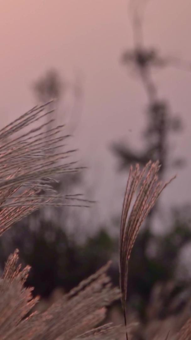 落日下的芦苇视频的预览图