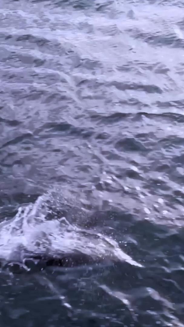 海洋中跳跃的海豚视频的预览图