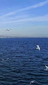 土耳其马尔马拉海上的海鸥视频视频的预览图