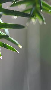 春天雨水节气植物生长延时素材视频的预览图