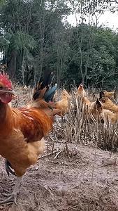农村散养鸡视频的预览图