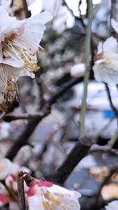 盛开的梅花和采蜜的蜜蜂视频的预览图
