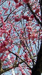 实拍春天桃花盛开视频的预览图