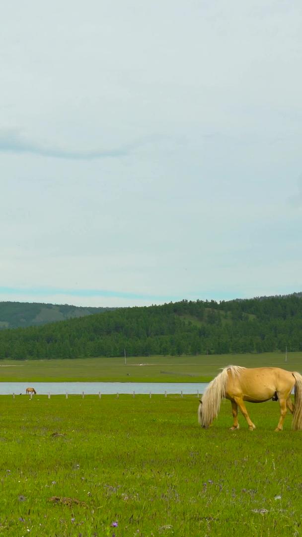 草原上马群吃草实拍合集视频的预览图