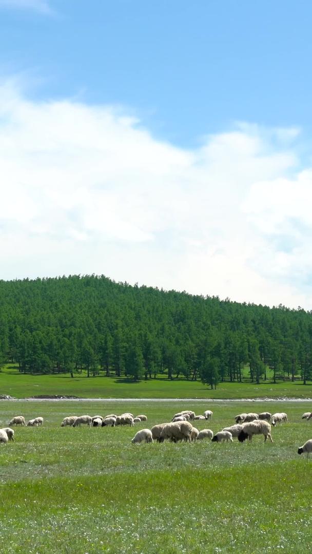 草原中的羊群合集视频的预览图