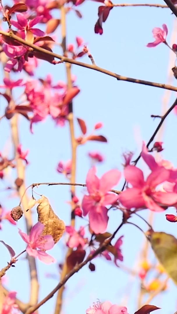 春暖花开视频的预览图