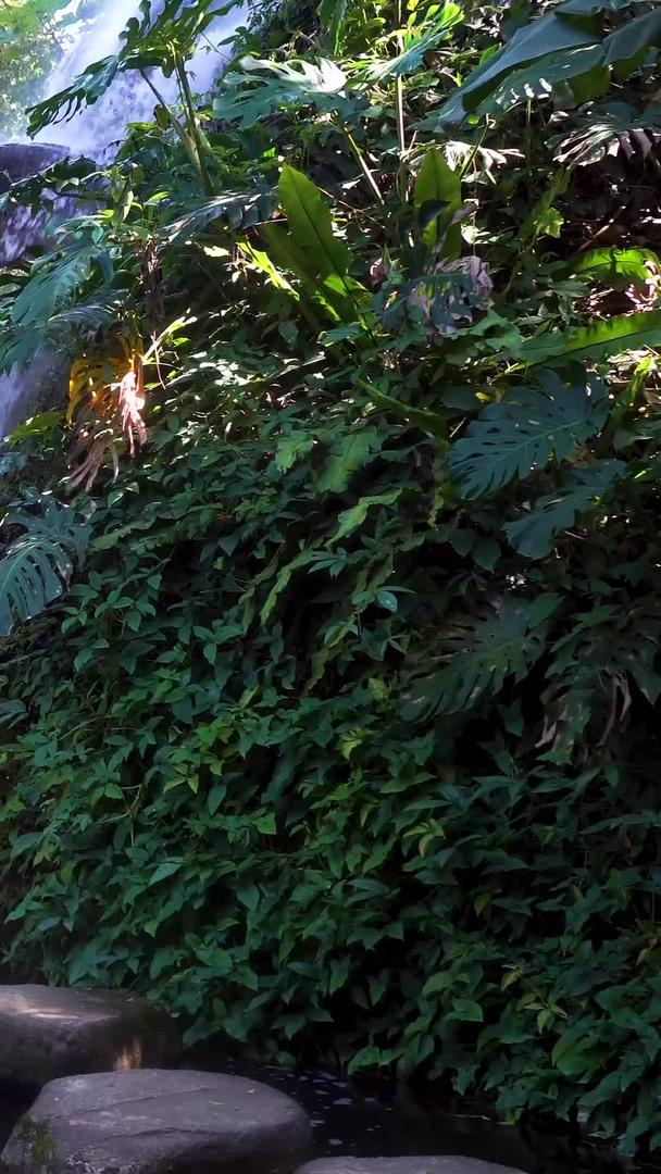 厦门植物园热带雨林景区合集视频的预览图