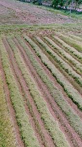 快速收割稻谷科学农作业航拍视频的预览图