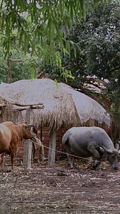 原始农村生活环境黄牛水牛实拍视频的预览图