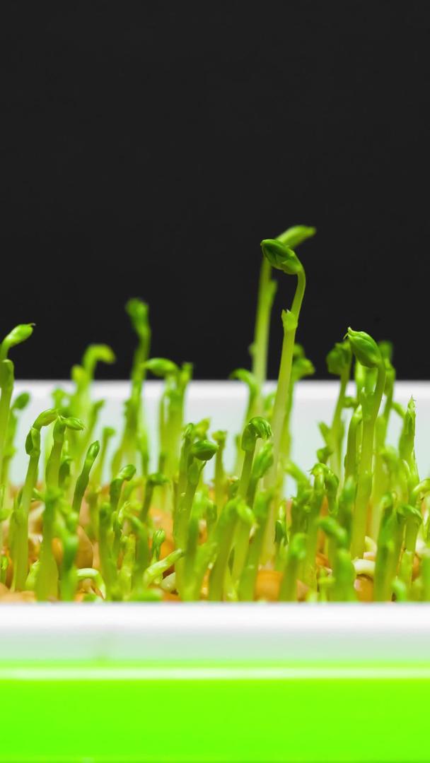 绿色植物豆苗生长视频视频的预览图